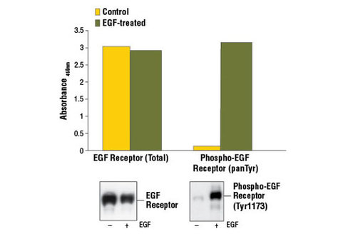 PathScan Phospho-EGF Receptor (panTyr) Sandwich ELISA Kit 1 kit