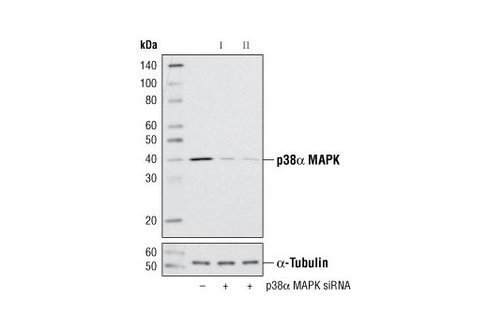 SignalSilence p38alpha MAPK siRNA I 300 µl