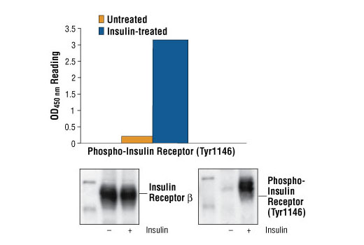 PathScan Phospho-Insulin Receptor beta (Tyr1146) Sandwich ELISA Kit 1 kit
