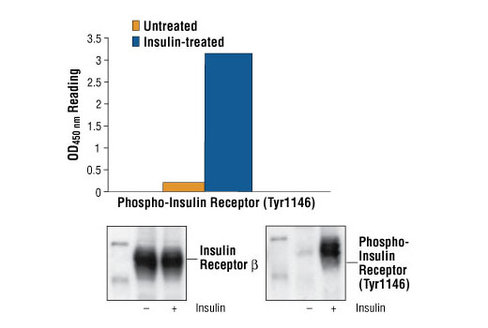 PathScan Phospho-Insulin Receptor beta (Tyr1146) Sandwich ELISA Kit 1 kit