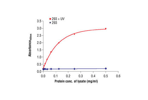 PathScan Phospho-SAPK/JNK (Thr183/Tyr185) Sandwich ELISA Antibody Pair 1 kit