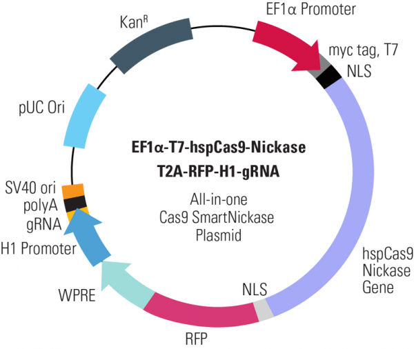 Cas9 Nickase: EF1-T7-hspCas9-nickase-T2A-RFP-H1-gRNA linearized SmartNickase vector (CRISPR) 10 réactions