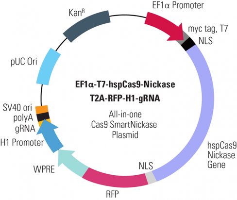 Cas9 Nickase: EF1-T7-hspCas9-nickase-T2A-RFP-H1-gRNA linearized SmartNickase vector (CRISPR) 10 réactions