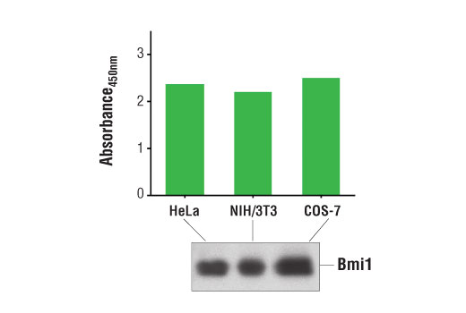 PathScan Total Bmi1 Sandwich ELISA Kit 1 kit