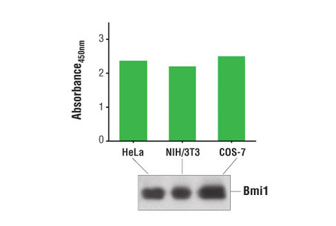 PathScan Total Bmi1 Sandwich ELISA Kit 1 kit