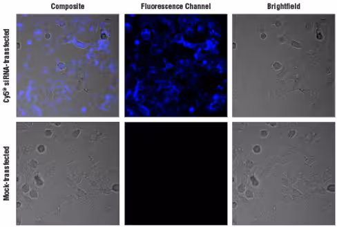 SignalSilence Control siRNA (Cy5 Conjugate) 60 µl
