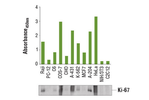 PathScan Total Ki-67 Sandwich ELISA Kit 1 kit