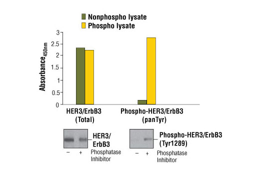 PathScan Phospho-HER3/ErbB3 (panTyr) Sandwich ELISA Kit 1 kit