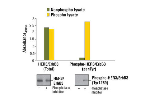 PathScan Phospho-HER3/ErbB3 (panTyr) Sandwich ELISA Kit 1 kit
