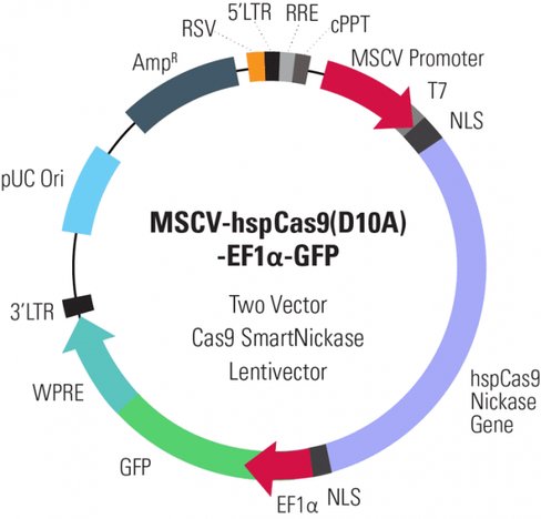 Cas9 Nickase: MSCV-hspCas9(D10A)-EF1-GFP SmartNickase Lentivector Plasmid (CRISPR) 10 ug