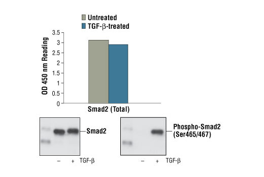 PathScan Total Smad2 Sandwich ELISA Kit 1 kit