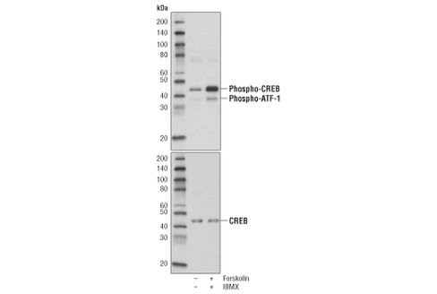 CREB Control Cell Extracts 100 µl