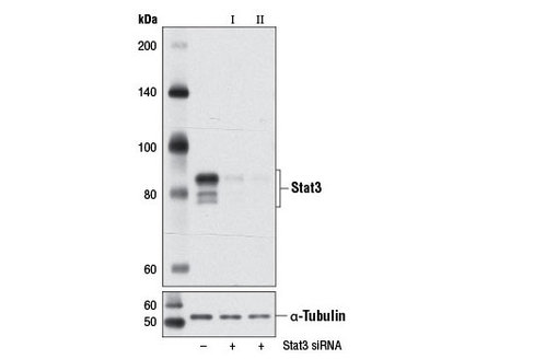 SignalSilence Stat3 siRNA I (Mouse Specific) 300 µl
