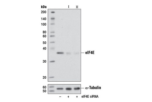 SignalSilence eIF4E siRNA I (Mouse Specific) 300 µl