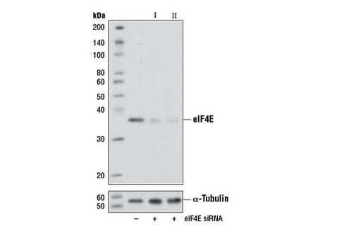 SignalSilence eIF4E siRNA I (Mouse Specific) 300 µl