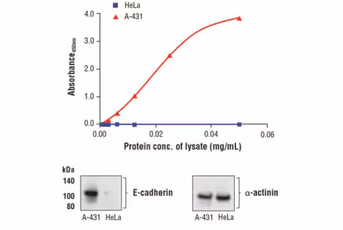 FastScan Total E-Cadherin ELISA Kit 1 kit