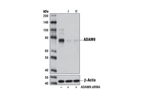 SignalSilence ADAM9 siRNA I 300 µl