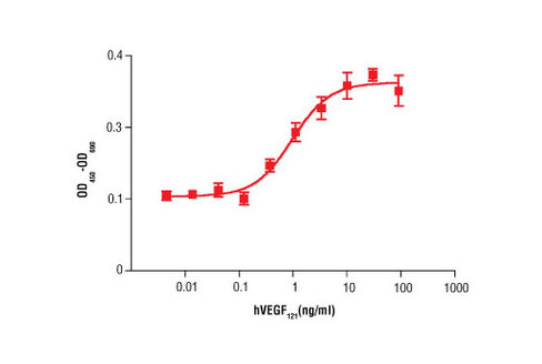 Human Vascular Endothelial Growth Factor-121 (hVEGF121 ) 10 µg