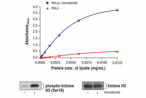FastScan Phospho-Histone H3 (Ser10) ELISA Kit 1 kit