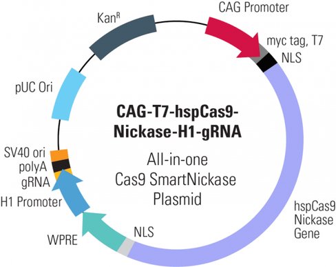 Cas9 Nickase: CAG-T7-hspCas9-nickase-H1-gRNA linearized SmartNickase vector (CRISPR) 10 réactions