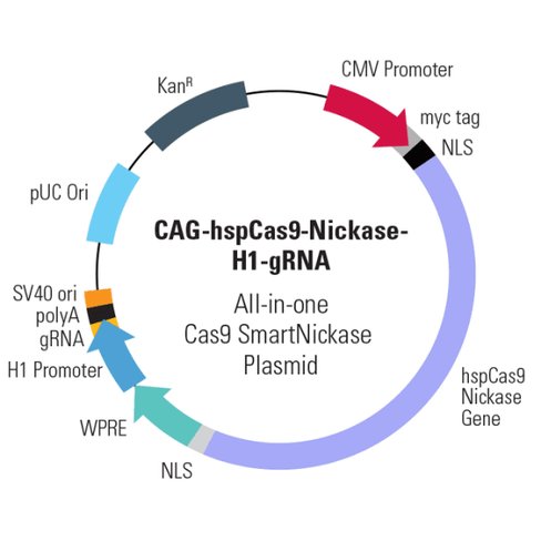 Cas9 Nickase: CMV-hspCas9-nickase-H1-gRNA linearized SmartNickase vector (CRISPR) 10 réactions