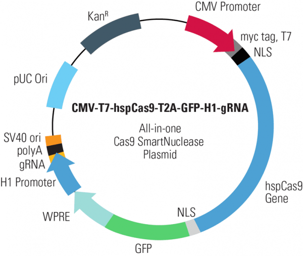 CMV-T7-hspCas9-T2A-GFP-H1-gRNA linearized SmartNuclease vector (CRISPR)10 réactions