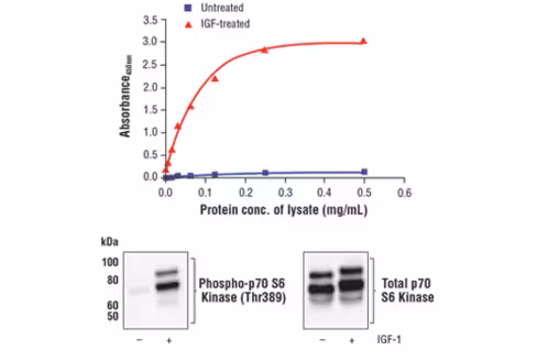 FastScan Phospho-p70 S6 Kinase (Thr389) ELISA Kit 1 kit