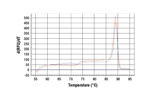 SimpleChIP Human ESR1 Promoter Primers 500 µl