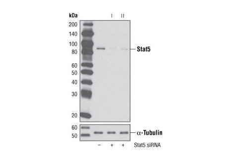 SignalSilence Stat5 siRNA I 300 µl