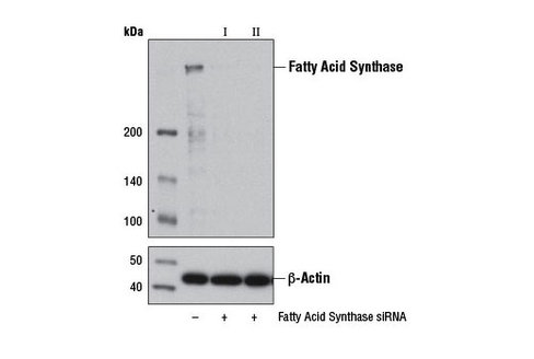 SignalSilence Fatty Acid Synthase siRNA II 300 µl