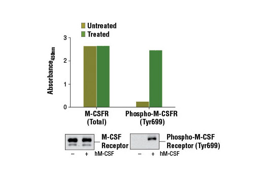 PathScan Total M-CSF Receptor Sandwich ELISA Kit 1 kit