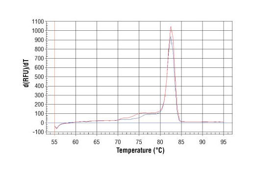 SimpleChIP Mouse RPL30 Intron 2 Primers 500 µl