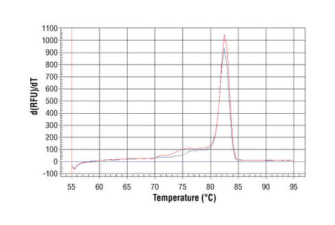 SimpleChIP Mouse RPL30 Intron 2 Primers 500 µl