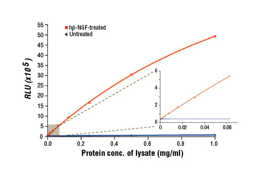 PathScan Phospho-TrkA (Tyr490) Chemiluminescent Sandwich ELISA Kit 1 kit