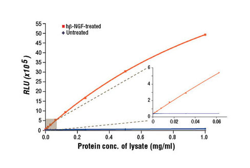 PathScan Phospho-TrkA (Tyr490) Chemiluminescent Sandwich ELISA Kit 1 kit