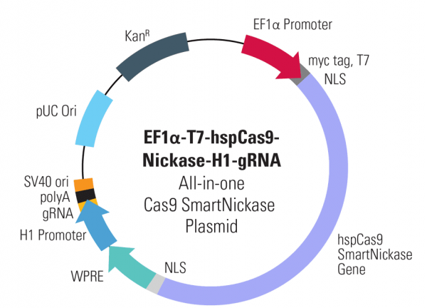 Cas9 Nickase: EF1-T7-hspCas9-nickase-H1-gRNA linearized SmartNickase vector (CRISPR) 10 réactions