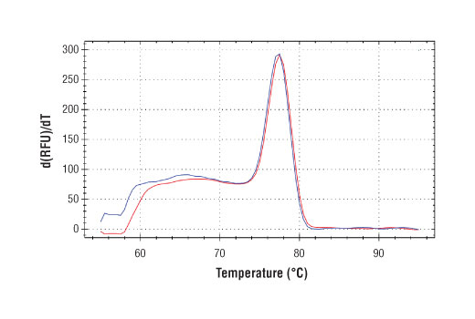 SimpleChIP Human KLK2 Intron 1 Primers 500 µl