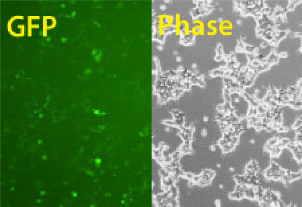 Transfection-ready hspCas9-T2A-GFP SmartNuclease mRNA (wildtype Cas9 with GFP marker)(CRISPR) 10 µg