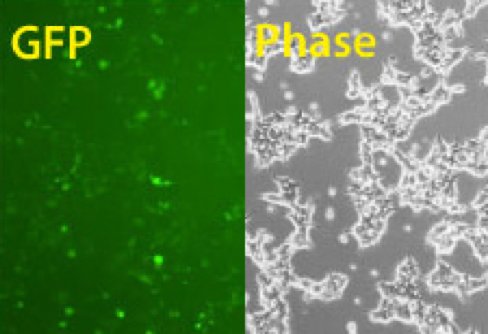 Transfection-ready hspCas9-T2A-GFP SmartNuclease mRNA (wildtype Cas9 with GFP marker)(CRISPR) 10 µg