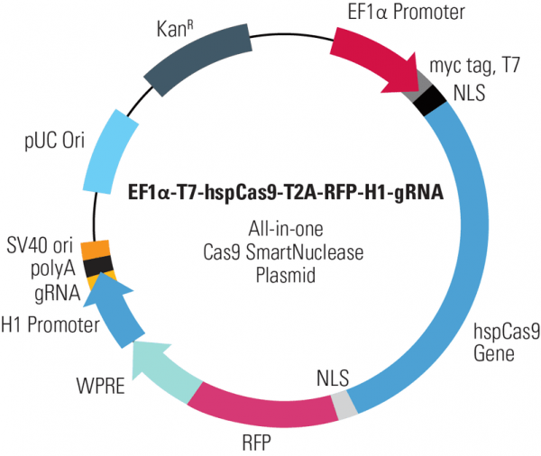 EF1-T7-hspCas9-T2A-RFP-H1-gRNA linearized SmartNuclease vector (CRISPR) 10 réactions