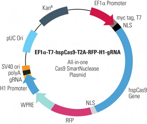 EF1-T7-hspCas9-T2A-RFP-H1-gRNA linearized SmartNuclease vector (CRISPR) 10 réactions