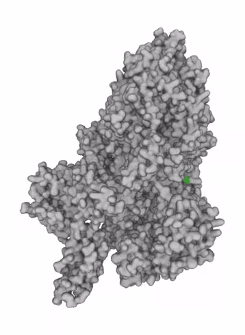 PPACK-SPIKE B.1.351 S1 Mutations, SARS-CoV-2 S Pseudotype B.1.351 (S. African) Variant - S1 Mutations (RBD+D614G) -