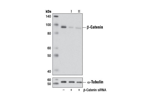 SignalSilence beta-Catenin siRNA I (Mouse Specific) 300 µl