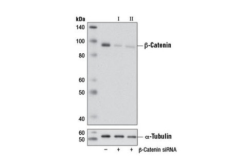 SignalSilence beta-Catenin siRNA I (Mouse Specific) 300 µl