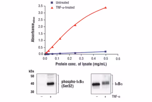 FastScan Phospho-IkappaBalpha (Ser32) ELISA Kit 1 kit