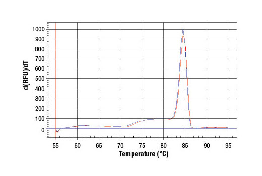 SimpleChIP Human CDKN1A Promoter Primers 500 µl