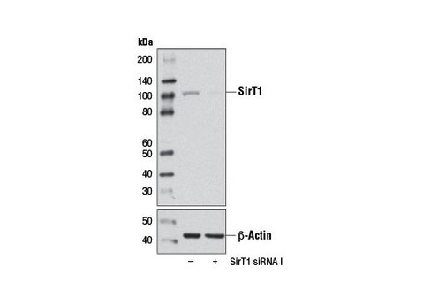 SignalSilence SirT1 siRNA I 300 µl