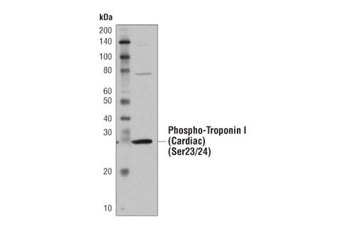 Mouse Heart Tissue Control Extracts 100 µl