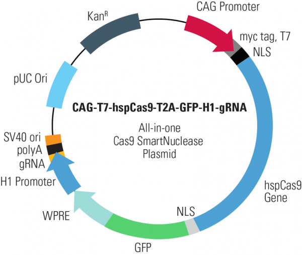 CAG-T7-hspCas9-T2A-GFP-H1-gRNA linearized SmartNuclease vector (CRISPR) 10 réactions