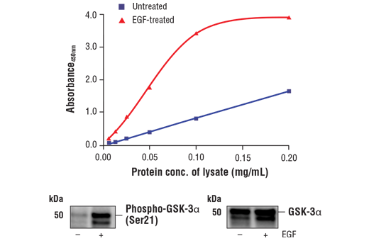 FastScan Phospho-GSK-3alpha (Ser21) ELISA Kit 1 kit